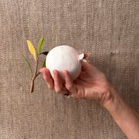 Image 5 of Blushing White Pomegranate