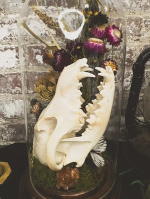 Image of Antique Coyote Skull Cloche