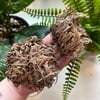 Rose of Jericho