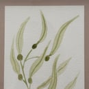 Image 2 of £50 originals - Seaweed watercolour