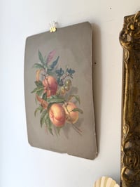 Image 5 of Ancienne illustration botanique