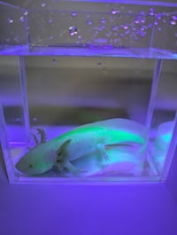 Image 1 of Butterbean