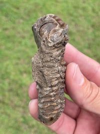 Image 7 of Trilobite Fossil #1482