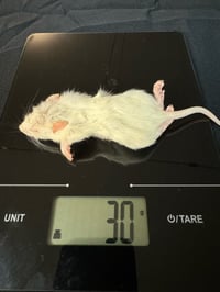 Image 2 of Crawler/Rat Pup