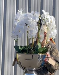 Image 1 of 6 orchids in a SILVER champagne bowl - Large 