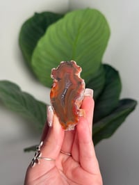 RAINBOW CONDOR AGATE -ARGENTINA- #5