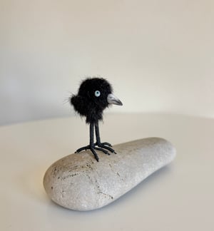 Image of Very Tiny Raven Baby #1