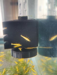 Image 2 of ultra gold