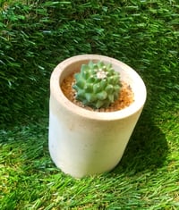 Image 3 of Organic Mammillaria Cylinder Large 