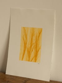 Image 2 of Yellow Grass Ghost 2  - Original Botanical Monoprint A4