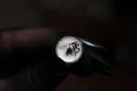 Image 8 of Dead Good naturally deceased Fly ring