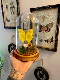 Yellow butterfly dome 