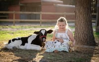 Image 4 of Professional photos with our brand new baby highland cow! 