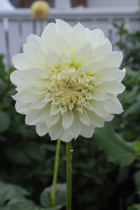 Florelie Whipped Cream