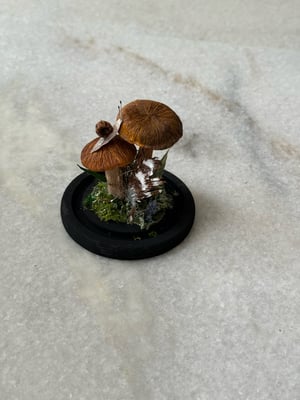 Image of Rust gill paper mushroom 