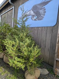 Image 2 of Mountain Hemlock : Tsuga mertensiana