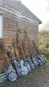 Image 2 of Plant a Tree