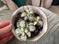 Image 2 of All Time Fittonia in Orange/Green Paisley Measuring Cup