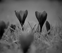 Image 1 of Black Violet & Saffron