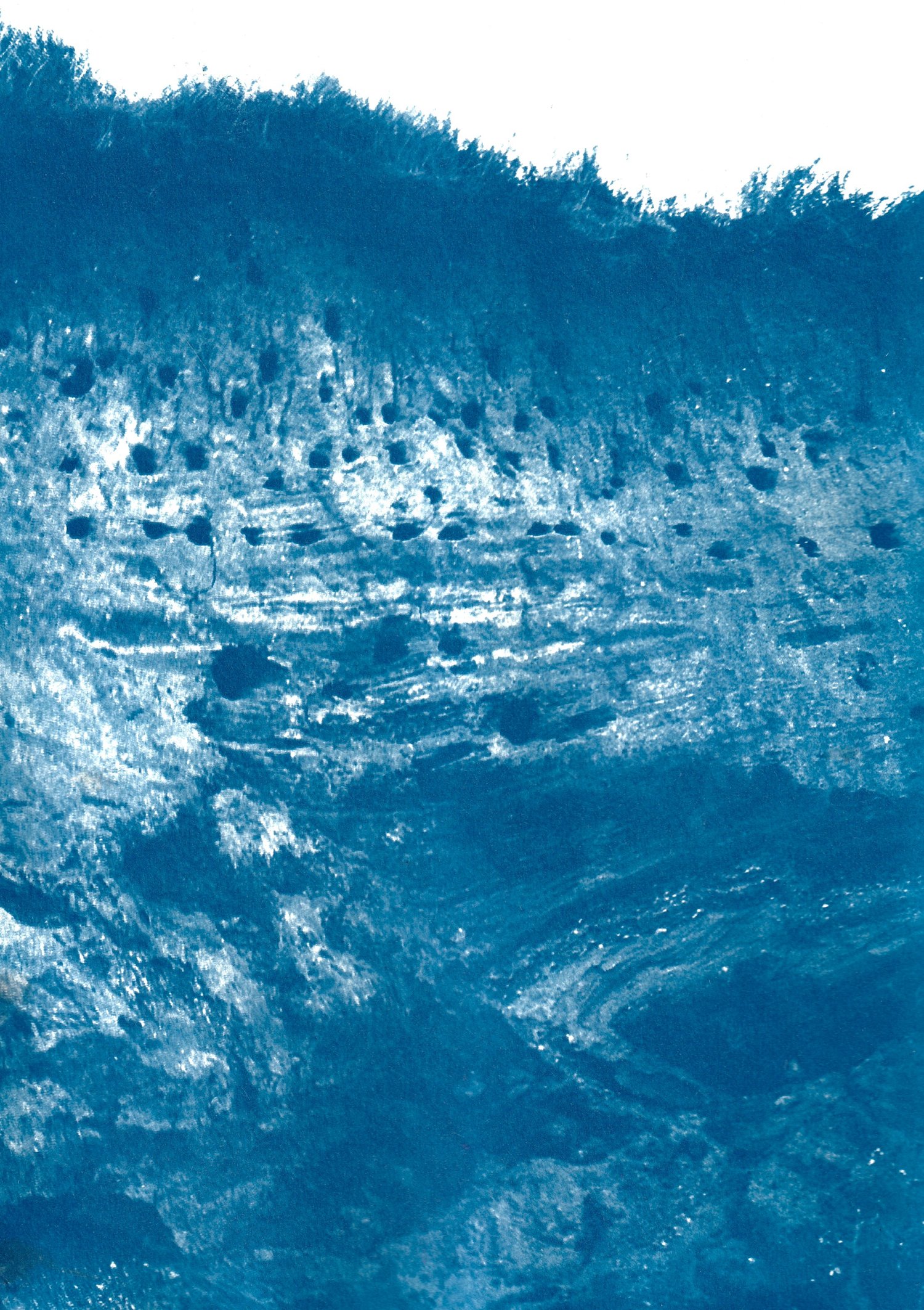 Burrows Cyanotype 