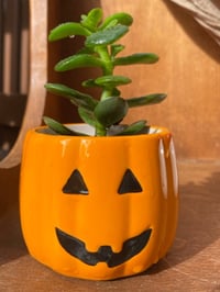 Image 1 of Jade Plant in Small Smiling Pumpkin