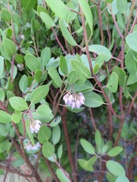 Image 1 of Manzanita : Arctostaphylos sp.