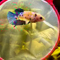 Image of Tiger Koi Green Yellow HMPK Female