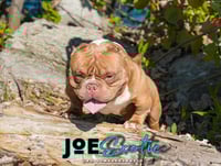 Image 3 of Joe Legacy Stud Fee