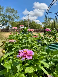 Image 2 of Zinnia Giant Double Enchanchress