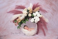 Image 3 of Newborn Specials 
