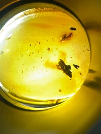 Image 2 of Tree Bark Amber 