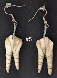Image 5 of Large Deer Molar Earrings