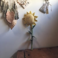 Image 5 of cocon sunflower 