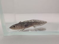 Image 5 of Axanthic Juvenile Axolotl
