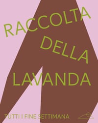 Raccolta della lavanda 