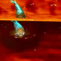 Image of Solid Blue Copper Female Sorority (Plakat)