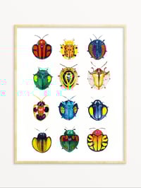 Image 3 of Cassidinae Beetles Watercolor Illustration PRINT 