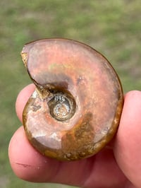 Image 15 of Rainbow Iridescent Ammonite Shell Fossil #2635