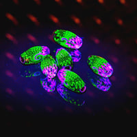 Image 2 of  Electorum and Pink Lucy UV. [[SINGLES]]