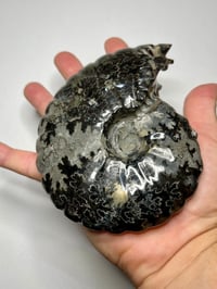 Image 1 of Black Ammonite Fossil With Pyrite #2439