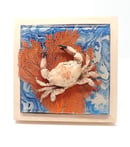 Image 2 of Mosaic Reef Crab (Lophozozymous pictor).