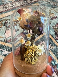 Image 1 of Fox Spine Cloche 