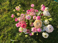 Image 2 of Ranunculus Corm - Specialty Cut Flower Varieties 