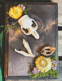 Image 2 of Walnut & Strawflower Muskrat Hanger