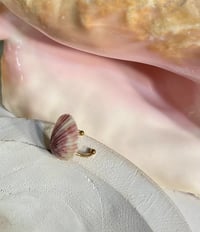 Image 2 of Shell Rings