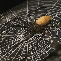 Image 4 of Incredible orbweaver spider with preserved web inside a beautiful box frame
