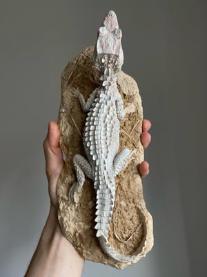 Albino Dwarf Caiman