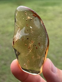 Image 3 of Copal Amber With Preserved Insects #2631