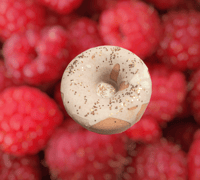 Image 2 of Donut Bath Bombs 