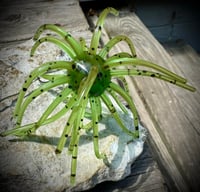 Image 2 of SWEETGUM XL - KIWI